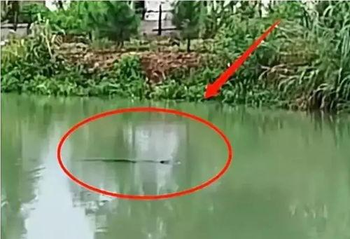 最新海丰公平爆料,揭秘事件背后真相